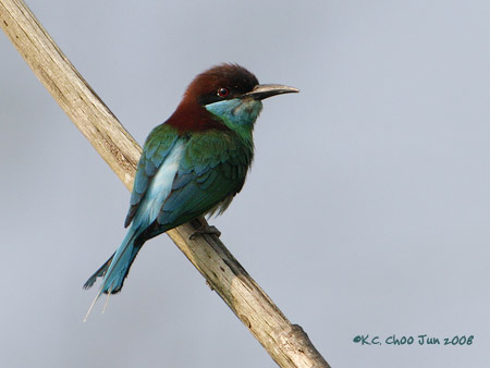 Blue-throated Bee-eater