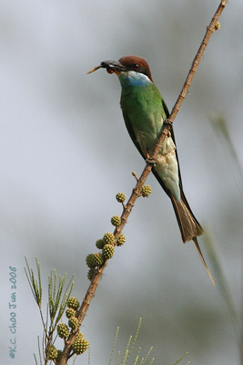 Blue-throated Bee-eater