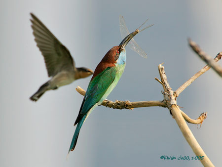 Blue-throated Bee-eater