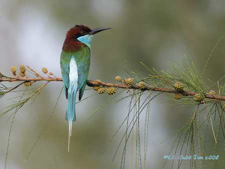 Blue-throated Bee-eater