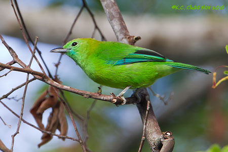 Blue-winged Leafbird