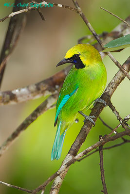 Blue-winged Leafbird