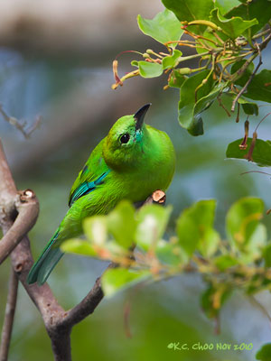 Blue-winged Leafbird