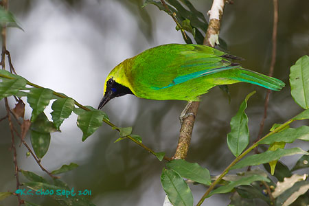 Blue-winged Leafbird