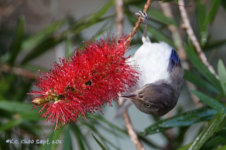 Blue-winged Minla