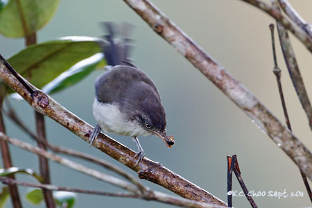 Blue-winged Minla