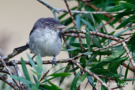 Blue-winged Minla