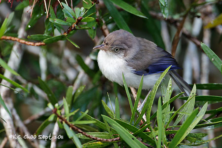 Blue-winged Minla