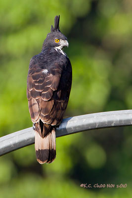 Blyth's Hawk-Eagle
