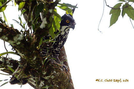 Blyth's Hawk-Eagle