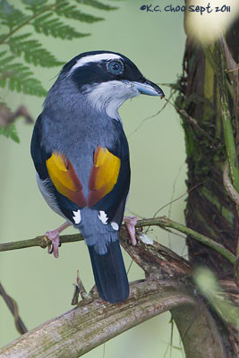 Blyth's Shrike Babbler