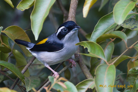 Blyth's Shrike Babbler