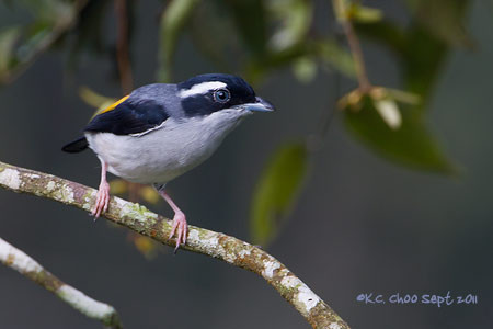 Blyth's Shrike Babbler