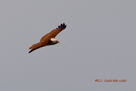 Brahminy Kite