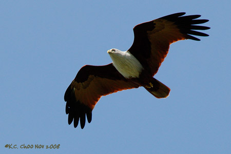 Brahminy Kite