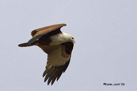 Brahminy Kite
