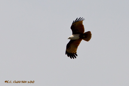 Brahminy Kite