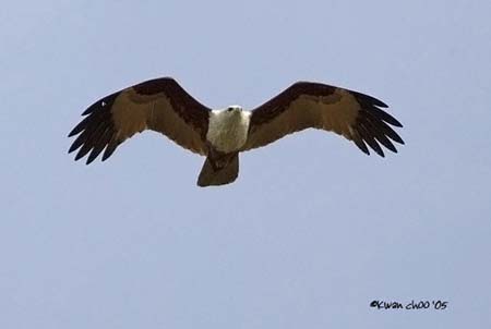 Brahminy Kite