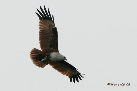 Brahminy Kite