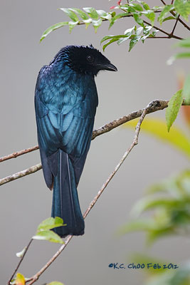 Bronzed Drongo
