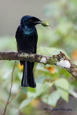 Bronzed Drongo