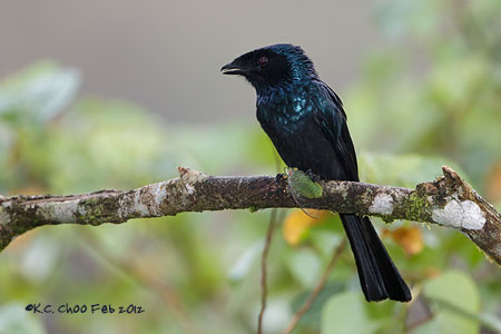 Bronzed Drongo
