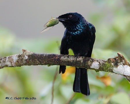 Bronzed Drongo