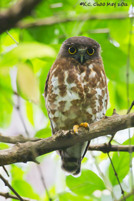Brown Hawk Owl