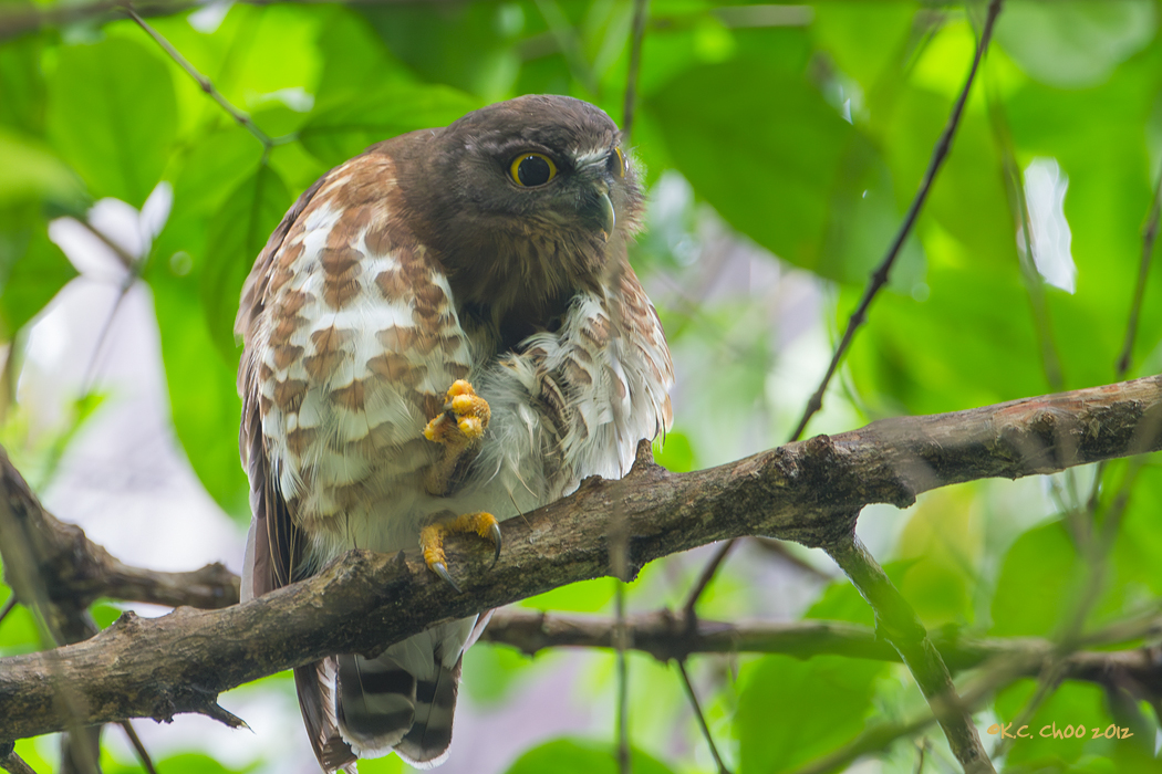 Brown Hawk Owl