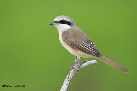 Brown Shrike