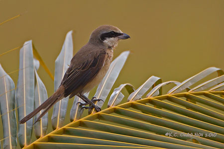 Brown Shrike