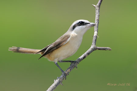 Brown Shrike
