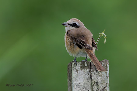 Brown Shrike