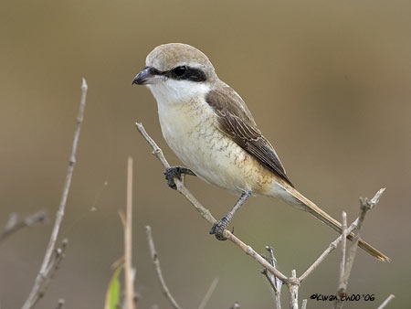 Brown Shrike