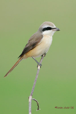 Brown Shrike