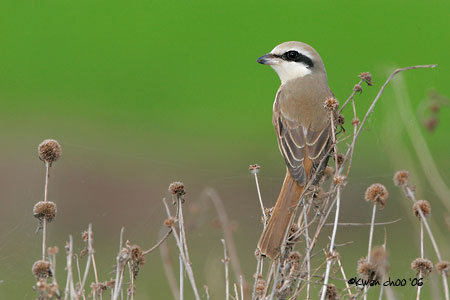 Brown Shrike