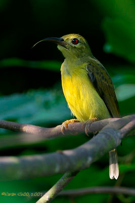 Brown-throated Sunbird