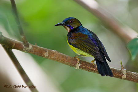 Brown-throated Sunbird