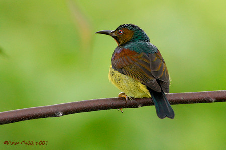 Brown-throated Sunbird
