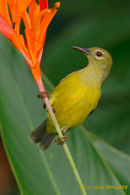 Brown-throated Sunbird