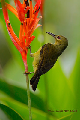 Brown-throated Sunbird