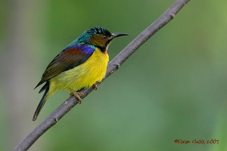 Brown-throated Sunbird