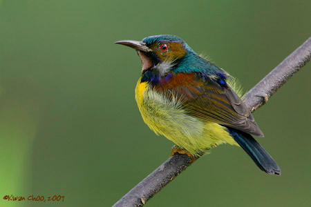 Brown-throated Sunbird