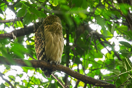 Buffy Fish Owl