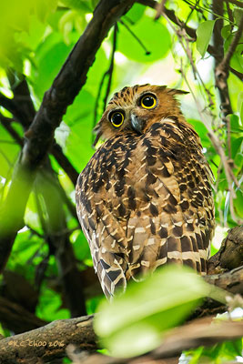 Buffy Fish Owl