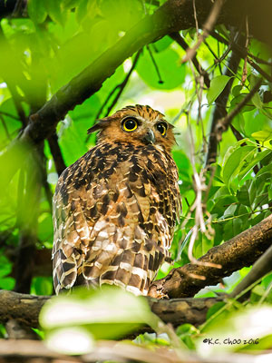 Buffy Fish Owl
