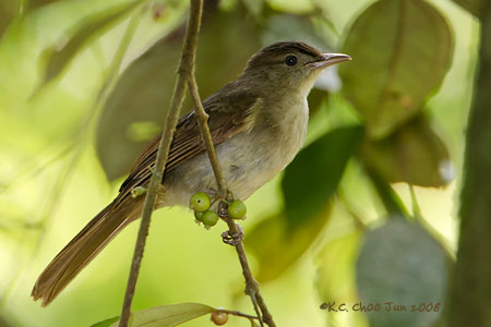 Buff-vented Bulbul