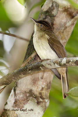 Buff-vented Bulbul