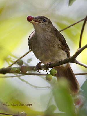 Buff-vented Bulbul