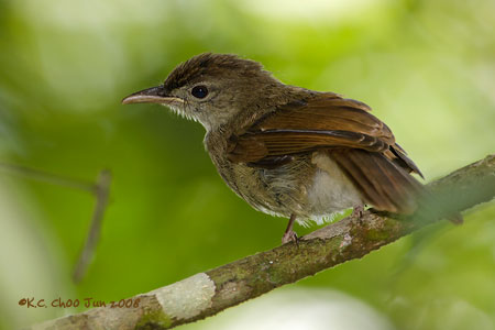 Buff-vented Bulbul
